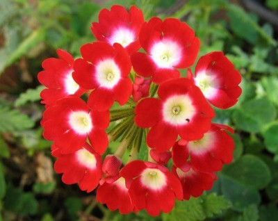 Quentova VERBENA Flower Red-AHS-10E Seed(50 per packet)