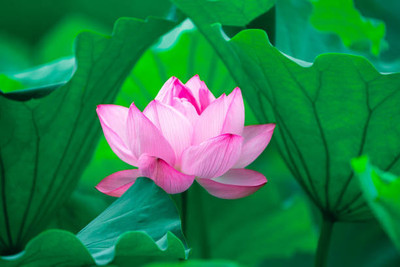 OMOM lotus,kamal gatta Seed(10 per packet)