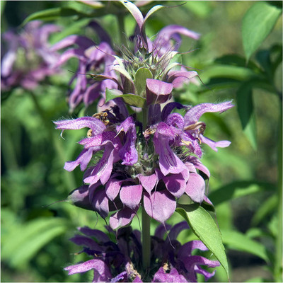 CYBEXIS LX-30 - BEE BALM LEMON MINT - (250 Seeds) Seed(250 per packet)