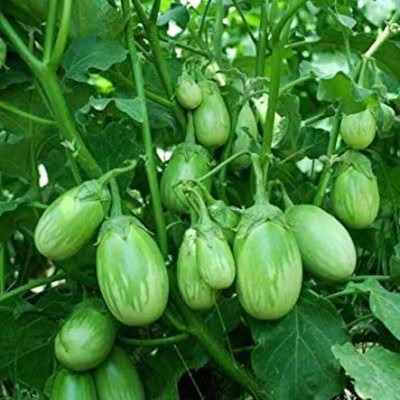 LIFELEX Hybrid Brinjal (Eggplant) Seed(67 per packet)