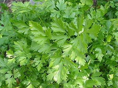 KNESSiN GROENE PASCAL Celery Seed(1250 per packet)