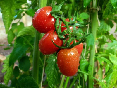 rsd enterprise tomato Seed(60 per packet)