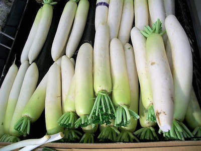 WILLVINE XL-729 Japanese Minowase Daikon Radish Seeds Seed(500 per packet)