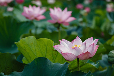MOTREX lotus,kamal gatta Seed(11 per packet)