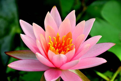 gelunix lotus,kamal gatta Seed(14 per packet)