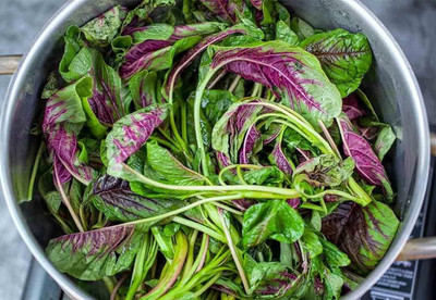 Qualtivate PUA-9A Red Leaf Amaranth Seeds Seed(300 per packet)