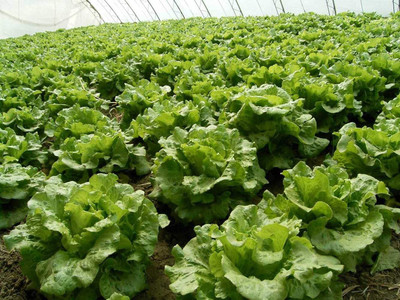 CYBEXIS Organic Buttercrunch Lettuce Seeds 1000 Seeds Seed(1000 per packet)