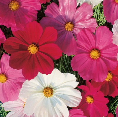 ZIXA Cosmos Seeds, Sensation Mixed Colors Seed(50 per packet)