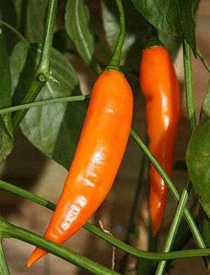 KNESSiN Aji Amarillo Chilli Pepper Seed(1250 per packet)