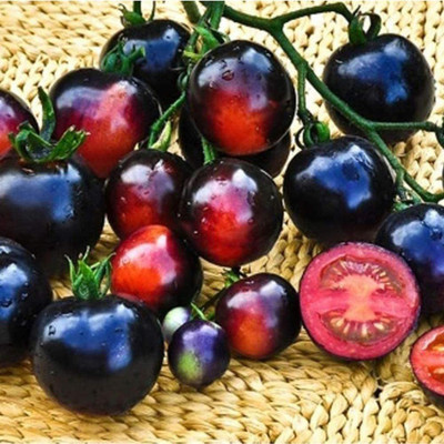 CYBEXIS Hardy Rare Tomato Seeds2000 Seeds Seed(2000 per packet)
