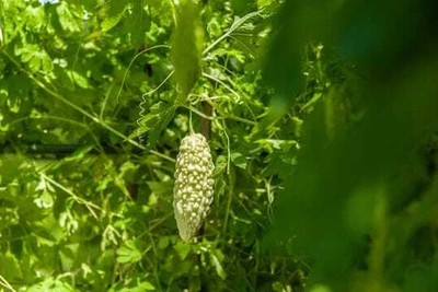 XOLDAA F1 BEST QUALITY BITTER GOURD SEEDS Seed(16 per packet)