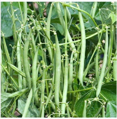 Avysa Organic French Beans Seed(250 per packet)