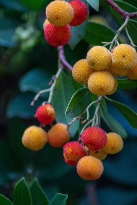 MAA LITCHI,LICHEE,LYCHEE Seed(11 per packet)