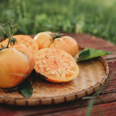 Biosnyg Hybrid Hillbilly Tomato Seeds For Kitchen Gardening - (4000 Seeds) Seed(4000 per packet)