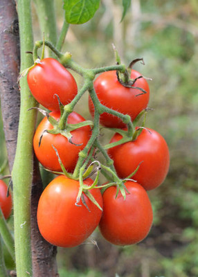 Ultrawise tomato Seed(35 per packet)