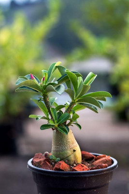 CRGO ADENIUM Seed(60 per packet)