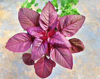 Qualtivate GUA-130 Red Spinach Chinese Amaranthus Seed(500 per packet)