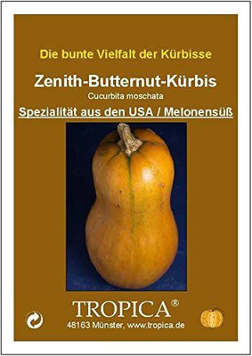 CYBEXIS Squash (Cucurbita moschata) -Seeds - Pumpkins400 Seeds Seed(400 per packet)