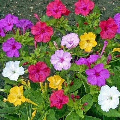 Arshiayat Mirabilis jalapa Seeds, 4 O'Clock Mix Seed(13 per packet)