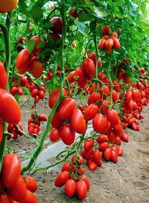 JKM SeedGallery Tomato Seed(50 per packet)