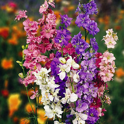 KANAYA Delphinium Consolido Gaint Imperial Mix Seed(20 per packet)