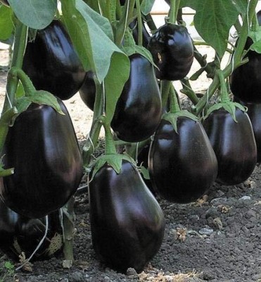 Qualtivate PUA-9A Big black Brinjal F1 Hybrid Variety Seed(300 per packet)