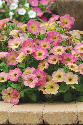 CYBEXIS GUA-66 - Dusty Rose Hybrid Petunia - (540 Seeds) Seed(540 per packet)