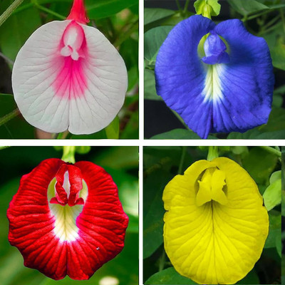Greenfall Aparajita Seeds, Mixed Colors, Asian Pigeonwings (20 Per Packet) Seed(20 per packet)