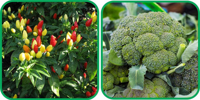 WILLVINE HUA -V Broccoli And Ornamental Chilli[10gm, 2000 Seeds] Seed(2000 per packet)