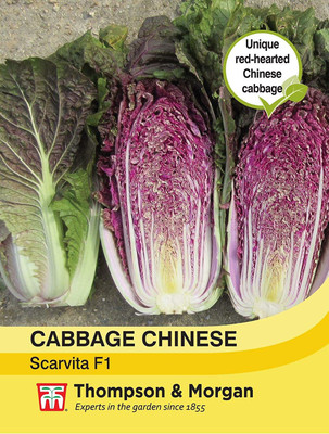 CYBEXIS Cabbage Chinese Scarvita F1 Hybrid2000 Seeds Seed(2000 per packet)