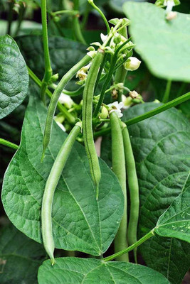 ibains Bean seed pack of 26 Seed(26 per packet)
