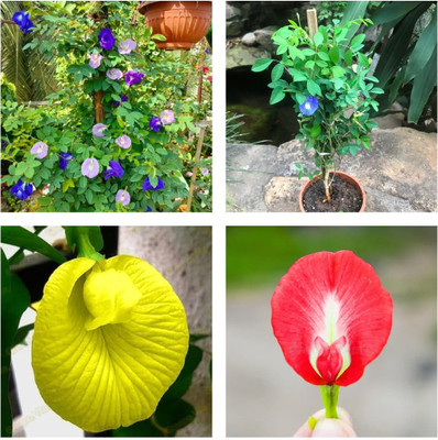 Seedsilk Mixed Color Pack Blue, Pink, White Double & Single Petals Aprajita Seed(30 per packet)