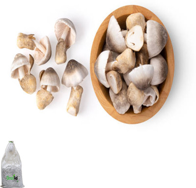 grenfel First First Generation 600Gm Paddy Straw Mushroom Spawn Seed(600 g)