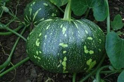 CRGO DIOART-CFR-™Hybrid Pumpkin/Kaddu Vegetables-100 SEEDS-PS974 Seed(100 per packet)