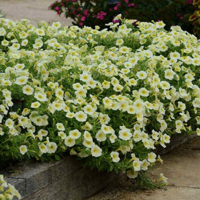 CYBEXIS LXI-39 - Petunia Yellow Flower - (60 Seeds) Seed(60 per packet)