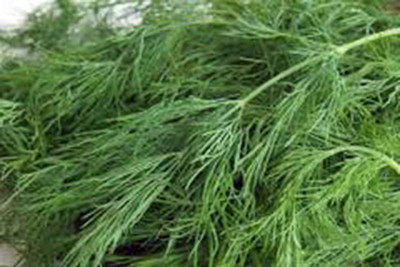 CYBEXIS VXI-70 - Dill Herb (Anethum graveolens) - (2250 Seeds) Seed(2250 per packet)