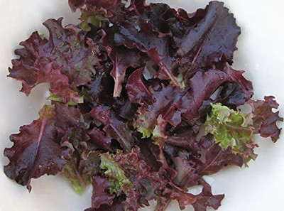 CYBEXIS Hybrid Lettuce LOLLO ROSSA Seeds2000 Seeds Seed(2000 per packet)