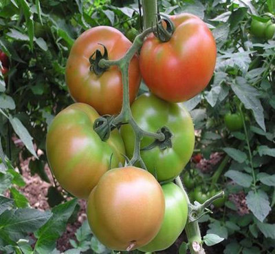 CYBEXIS Tomato Seed(500 per packet)