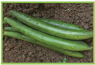 KNESSiN Sponge Gourd Chiknoi Tori Green Seeds Seed(500 per packet)