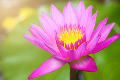 modernseed lotus,kamal gatta Seed(15 per packet)