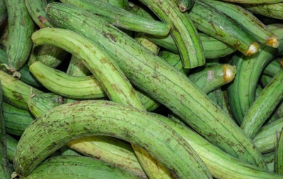 KNESSiN Gardens Sponge Gourd Seeds Luffa Seeds Seed(500 per packet)