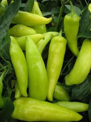 CYBEXIS Seeds of Vegetable Pepper (Chilli) Hungarian Hot Wax2400 Seeds Seed(2400 per packet)