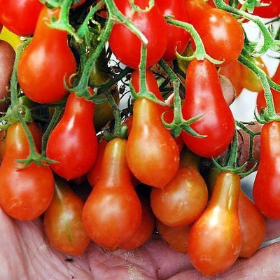 Qualtivate ICRA-5A Red Pear Cherry Tomato Seed(300 per packet)