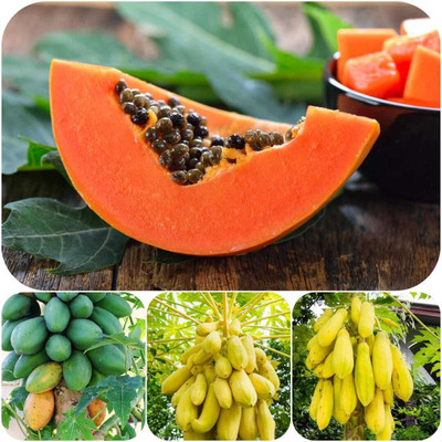 the green dotcom Hybrid papaya Seed(553 per packet)