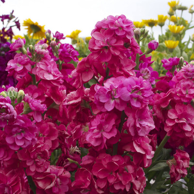 KANAYA Stock Matthiola Incana Mixed Color Flower Seed(16 per packet)