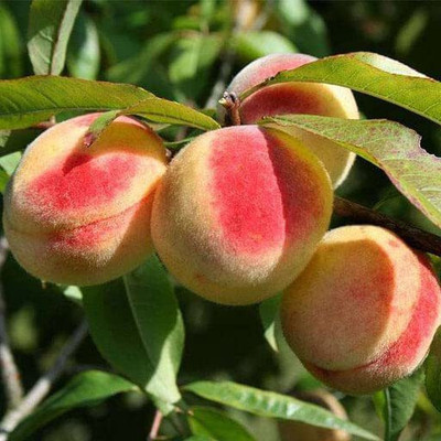 Cloud Farm Peach Dry Seed(6 per packet)