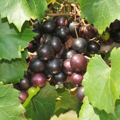 Aro Grapes Seed(10 per packet)