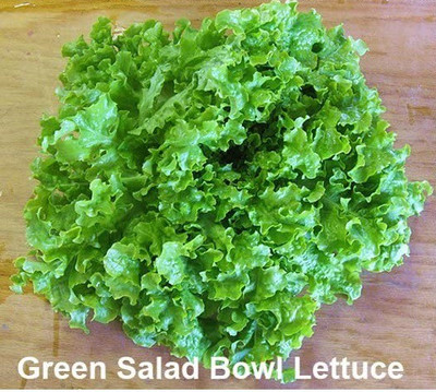 CYBEXIS Green Salad Bowl Lettuce Seeds2000 Seeds Seed(2000 per packet)