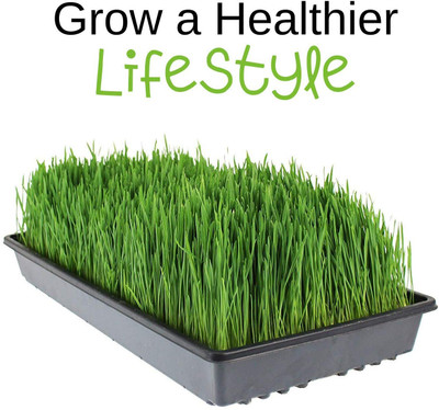 KNESSiN Non-gmo Certified Hard Wheat Berries for Wheatgrass [2000 Seeds] Seed(2000 per packet)