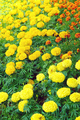 Unimart marigold/gende ka phool flower seeds Seed(75 per packet)
